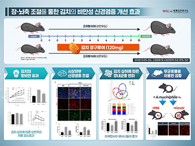 세계 최초 김치의 장-뇌 축 조절을 통한 비만 및 신경염증 개선 작용 원리 구명 관련 사진